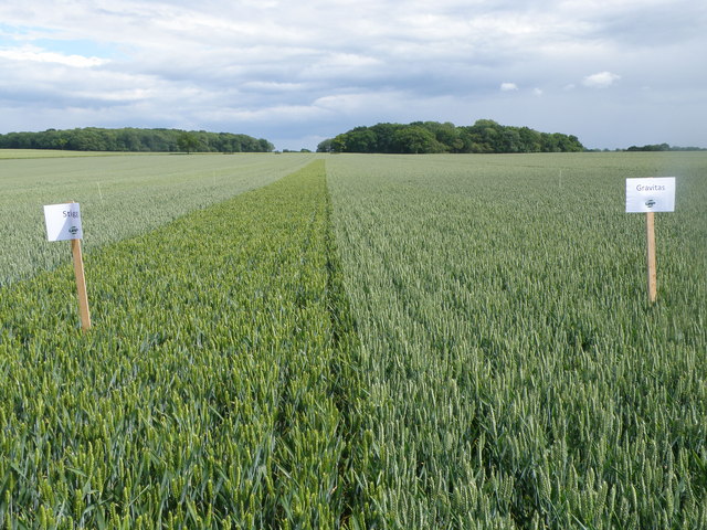 Wheat variety trial in Cambridgeshire, with labelled strips of two varieties side by side